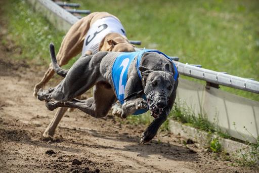 Greyhound race, for 'Hvad er kryptovaluta'